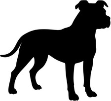  AMERICAN STAFFORDSHIRE