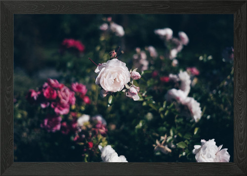 Rosen gerahmtes wandbild - rosen,