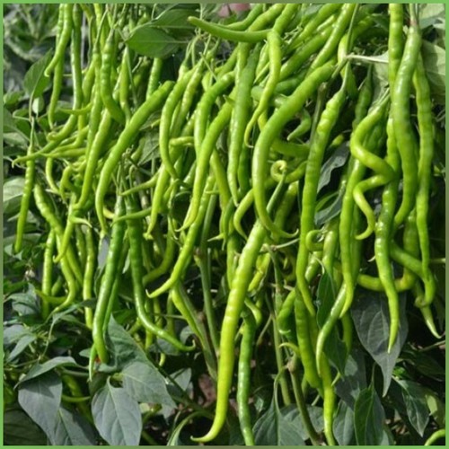 Paprika seyrek tatli kil - tatli, 11