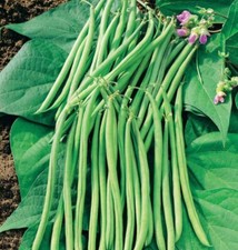 10 + Samen Bohne “