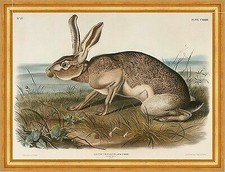 Texian Hare, Lepus Texianus John Woodhouse Audubon Tiere Hase B A3 02698 Gerahmt