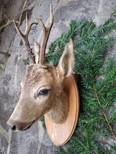 Rehbock Präparat 6er Bock