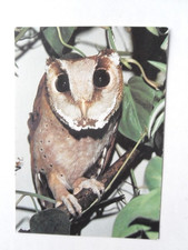 AK Berlin Tierpark Friedrichsfelde Maskeneule 1985 Spende Schleiereule owl