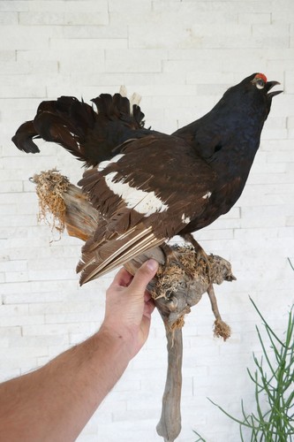 Altes tierpräparat birkhahn - altes,