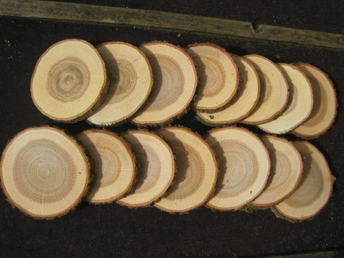 Holzscheiben eiche - 15,