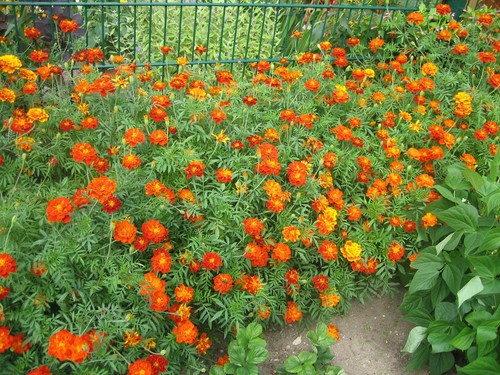 Saatgut blumensamen 100 - saatgut,, ca.
