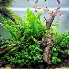 Aquarium Holz Dekoration