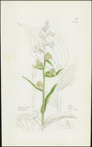 1832 epipactis latifolia - 1832,