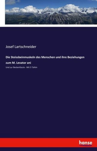 Die steissbeinmuskeln des - die,