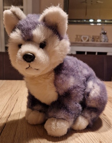 Süßer hund husky - süßer,