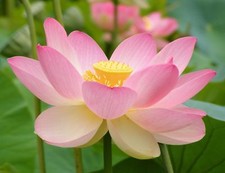 SAMEN LOTUS-BLÜTE  Nelumbo
