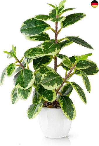 Pasch kamelie zimmerpflanze - pasch®,