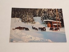 V241 Ansichtskarte Postkarte Rotwildfütterung im Harz Buntenbock  Rotwild