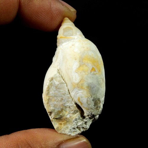 Natürliche schnecke fossil - schnecke,