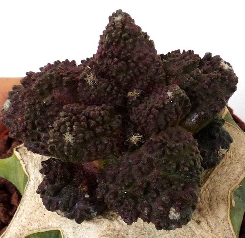 Ariocarpus dark godzilla - ariocarpus, cv