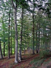 Rotbuche - , sylvatica)