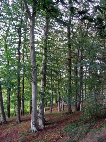 Rotbuche - , (fagus