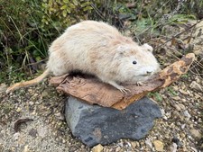 Ausgestopfter Nutria