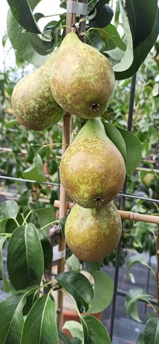 Birnenbaum conference - birnenbaum, ‚conference‘