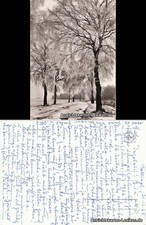 Ansichtskarte  Birkenweg im