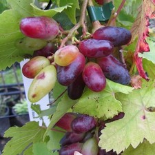 Souvenir Weinrebe bunte Datteltraube Ribes 60-80 cm im 3,5 Liter Topf