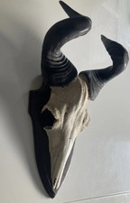 Antilopen Geweih/Schädel auf