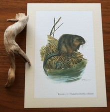 Bisamratte * Kunstdruck . Poster . Bild . Wand-Dekoration