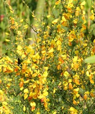 Edelginster Cytisus scoparius