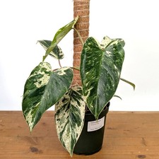 Philodendron Emerald King -