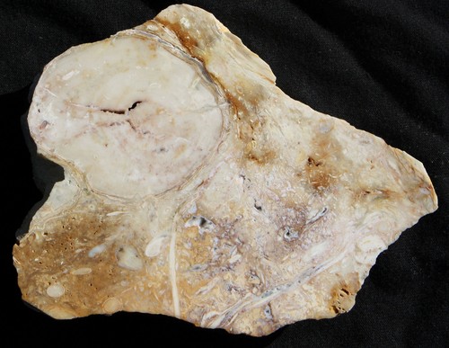 Versteinertes holz aus ungarn - versteinertes,