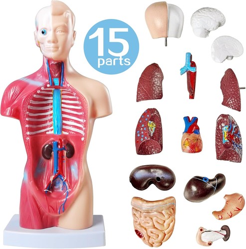 Körpermodell herz torso - herz,
