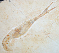 Malm  Mecochirus longimanatus  Panzerkrebs  Krebs  Plattenkalk  Solnhofen  100-6