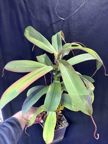 Nepenthes sibuyanensis cm - nepenthes, 50