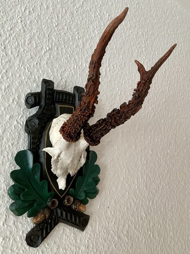 Rehgeweih bock reh geweih - bock,
