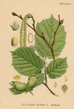 Haselstrauch Corylus Avellana