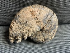 Trias Ammonoid Hypocladiscites