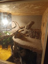 terrarium rückwand 120x60 + 6 kornnattern,5 kleine 1 ausgewachsene