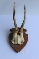 Rehgeweih Horn Jagd Rehbock Deko schädelechte Jagdtrophae Natur Deko Tracht Nr.8
