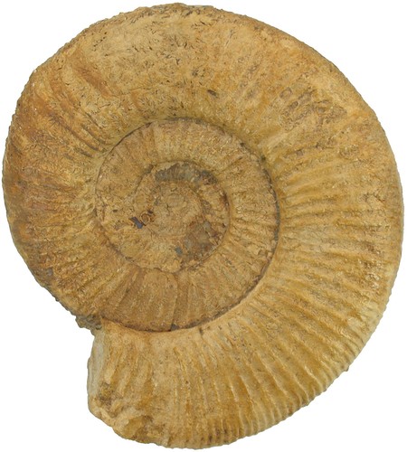 Malm orthosphinctes - malm,