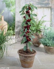 verschiedene Obstpflanzen