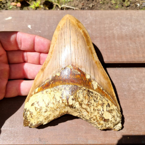 Massive orange megalodon tooth - massive,