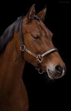 Halfter Lennox Nieten MMS Mini