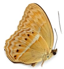 CIRROCHROA THULE MALE FROM PELENG ISL.