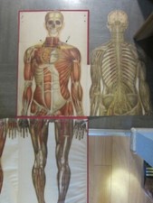 alte Anatomischer Torso Körper Lehr Tafel Modell Anatomie