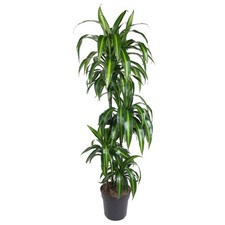 Dracaena marginata –