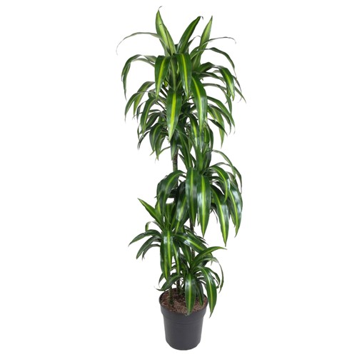 Dracaena marginata - , –
