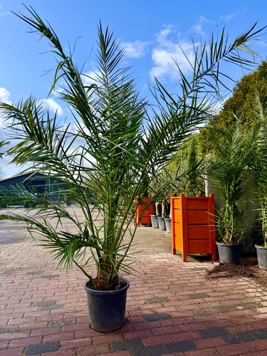 Tropictrees phoenix - tropictrees,