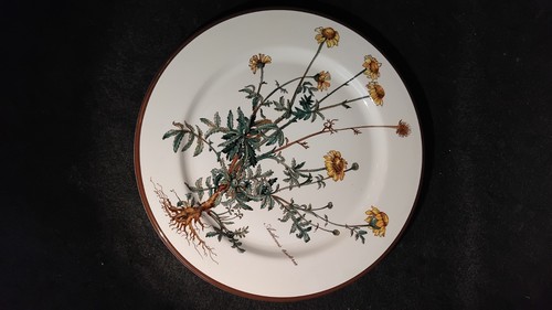 Speiseteller serie botanica - serie,