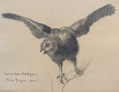Fritz berger zeichnung eule - berger,