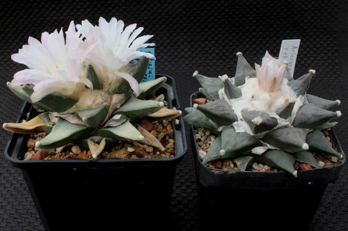 Set ariocarpus retusus - ariocarpus,,